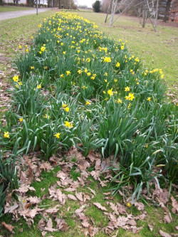 240312_2056fK_NarzissenblueteOhneBlumenkinder_Schiffspielplatz_Hochspannungspark.jpg