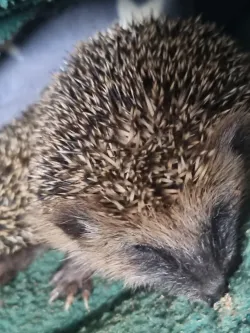 Igel_LuisaRuppert_C_bafkreia6jhbql6mvw3xgprvajsrkk6ycmcflnarecnjo2tyyvovpl7db7y.webp