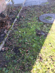 Bei uns im Garten blühen schon Schneeglöckchen ... 260215_7548i6_GartenSchneegloeckchen.jpg