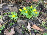 ... und Winterlinge. 260215_7553i6_GartenWinterlinge.jpg