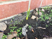 Und – ach du Schreck – Die ersten Narzissen sprießen schon. 260215_7554i6_GartenNarzissen.jpg