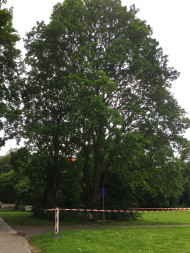 260613_9142i6_Eichen-Prozessionsspinner_Hochspannungspark_RTr_Thiede.jpg
