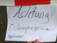 260613_9146i6_Eichen-Prozessionsspinner_Hochspannungspark_RTr_Thiede.jpg