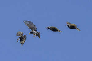 European_starling_Sturnus_vulgaris_in_flight_Almoloya_composite_CC-BY-SA.jpg