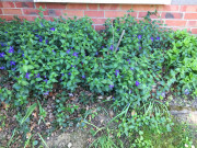260501_8516i6_KleinesImmergruen_Vorgartenblumen.jpg