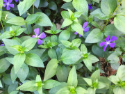 260501_8517i6_KleinesImmergruen_Vorgartenblumen.jpg