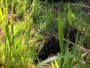 260526_8807i6_Scheissfreundlich-DieRinderDa_ImAllerAltarm_LanglingenCamp.jpg