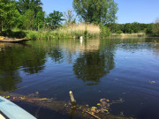 260526_8816i6_NaeheSchwanenest_ImAllerAltarm_LanglingenCamp.jpg
