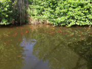 260526_8831i6_FischeVorDerSchwimmTerrasse_LanglingenCamp.jpg