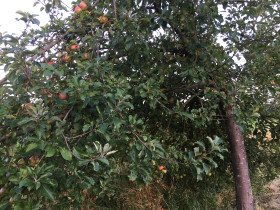 Der Schmackhafte Apfel an "Teufelsspring" 260914_308i6_SchmackhafteAepfel_Beddingen-RTr.jpg