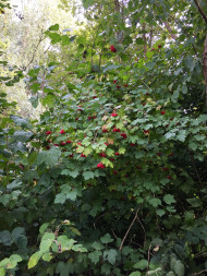 Ernte am 26.09.2026 – das sind keine Vogelbeeren, sondern Früchte des 'Gewöhnlichen Schneeballs' 260926_0489i6_GewoehnlicherSchneeball_Vogelbeermarmeladenvorbereitungs-Broitzem-RTr.jpg