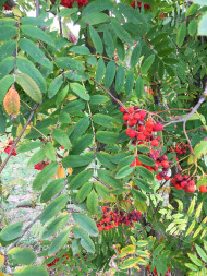 Und die Vogelbeeren ... 260926_0492i6_EinVogelbeerstrauch_Steinberg_Vogelbeermarmeladenvorbereitungs-Broitzem-RTr.jpg