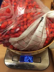 Gar nicht schlecht geschätzt, was? 1,024 kg! 260926_0499i6_DieErnte_Vogelbeermarmeladenvorbereitungs-Broitzem-RTr.webp
